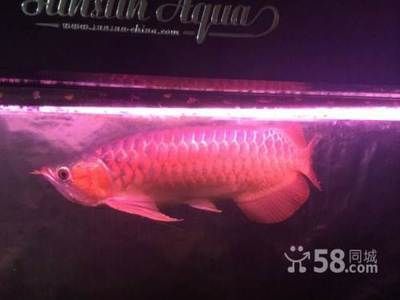 紅辣椒龍魚和金龍魚哪個更貴一點，紅辣椒龍魚與紅辣椒龍魚的區別金龍魚與紅辣椒龍魚的區別