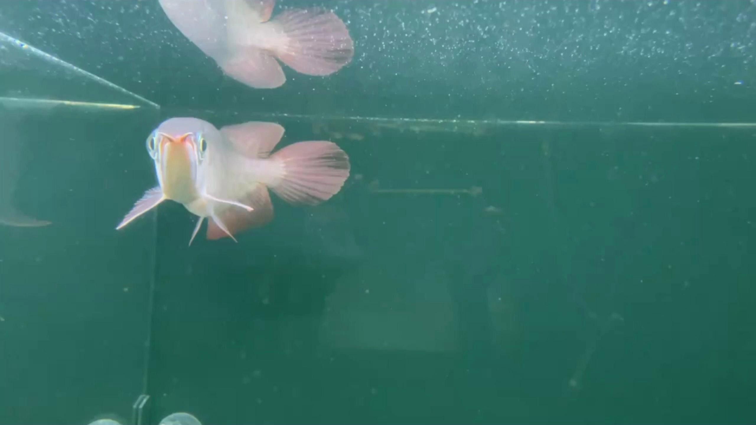 紅龍魚發(fā)色需要哪些營養(yǎng)素？