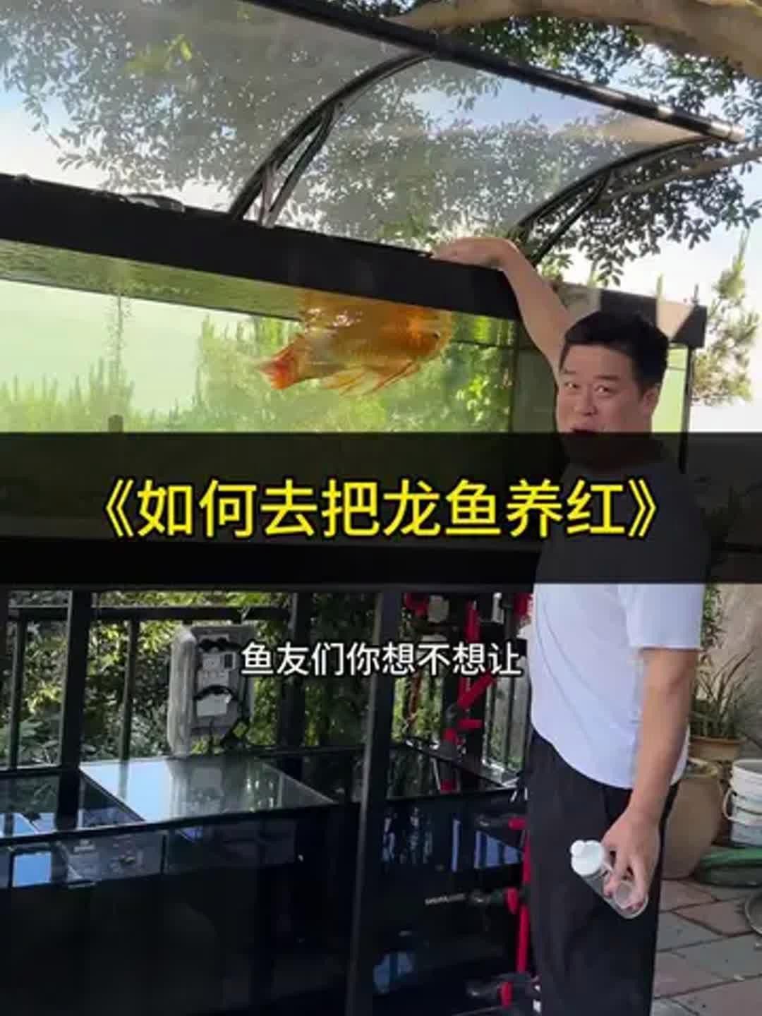 紅龍魚發(fā)色需要哪些營養(yǎng)素？