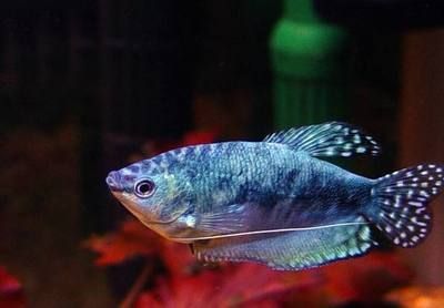 龍魚變色要多長時間才能好（如何判斷龍魚變色是否正常）