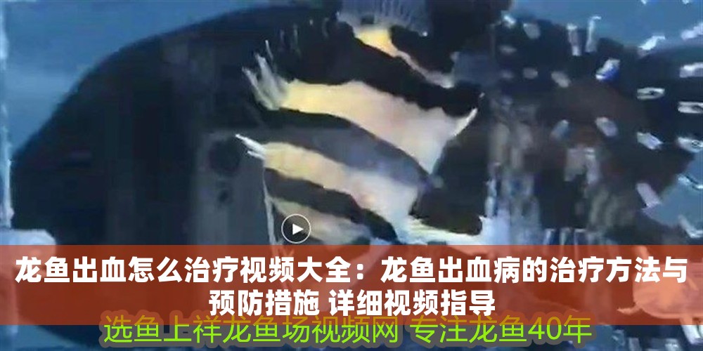 龍魚出血怎么治療視頻大全：龍魚出血病的治療方法與預防措施 詳細視頻指導