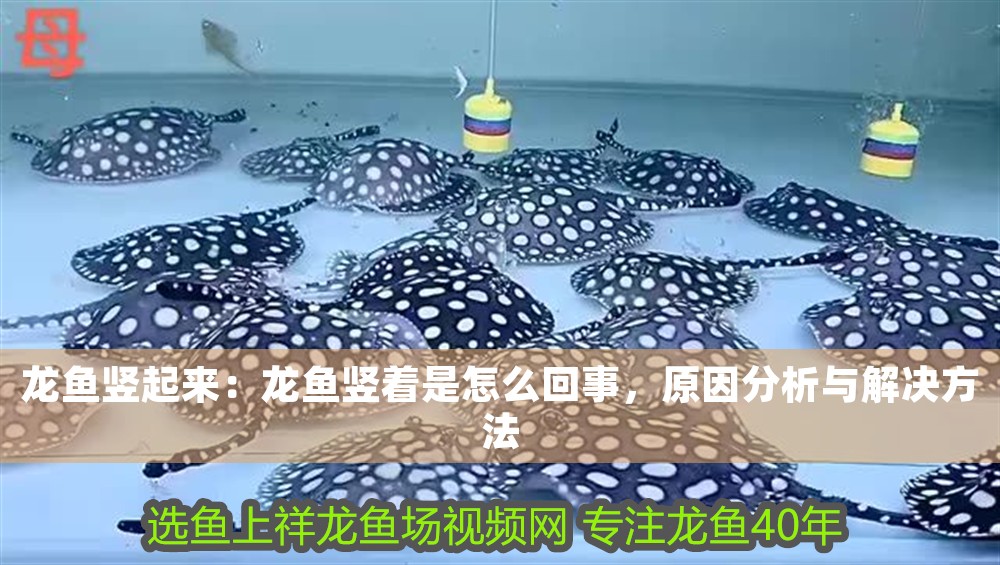 龍魚寄生蟲預防藥物多久使用一次？