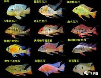 龍魚寄生蟲預防藥物多久使用一次？