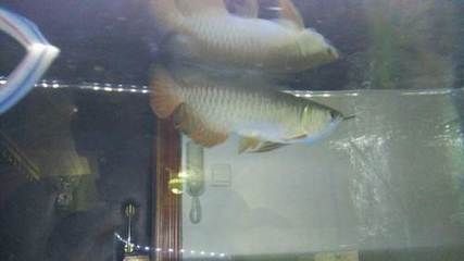 金龍魚從20長到30需要多久才能長大：金龍魚一般多久能長大