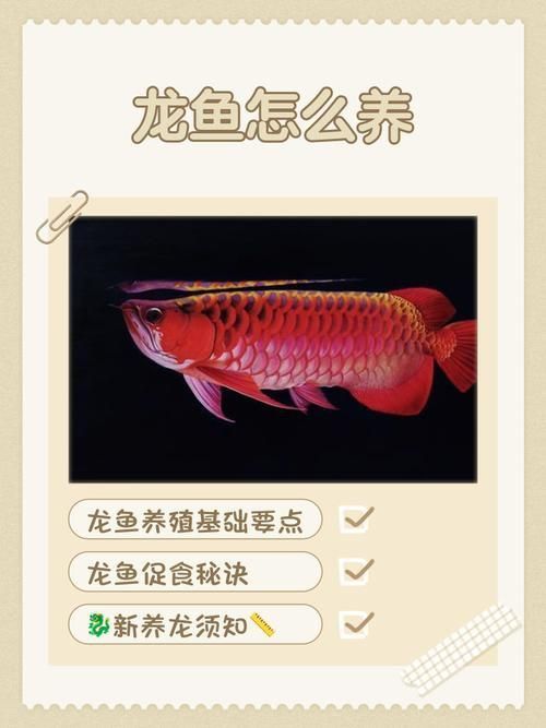龍魚(yú)風(fēng)水講究圖片大全
