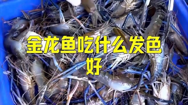 過背金龍魚發色期間需要喂什么？