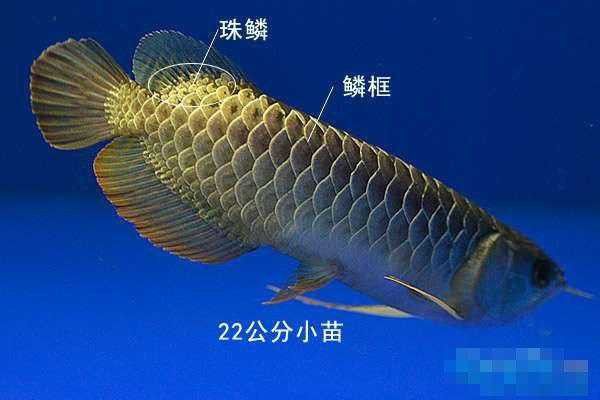 給我一張金龍魚等級區分圖解