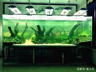 龍魚翻缸是什么原因：龍魚翻缸是什么原因導致的？