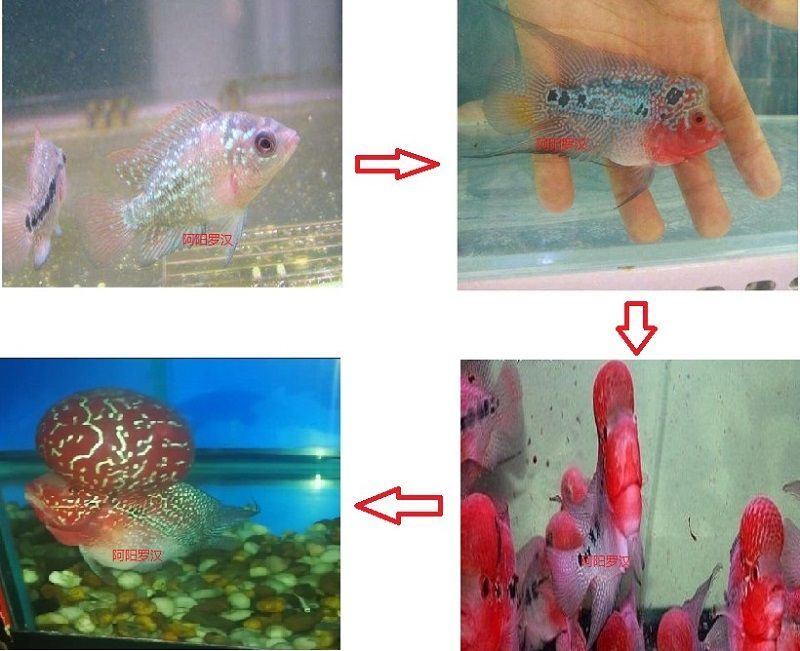 古典幻彩神龍魚（什么是古典幻彩神龍魚） 古典幻彩神龍魚（什么是古典幻彩神龍魚） 龍魚百科 第1張