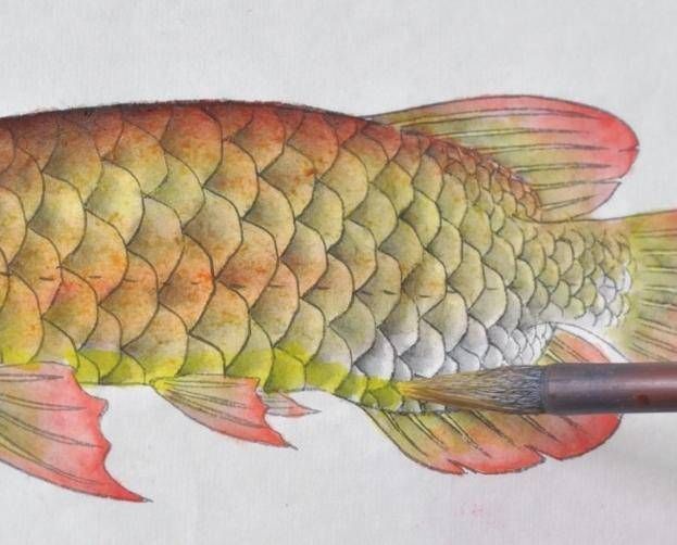 金龍魚色彩的繪畫方法：金龍魚色彩怎么畫，金龍魚色彩的繪畫方法是什么