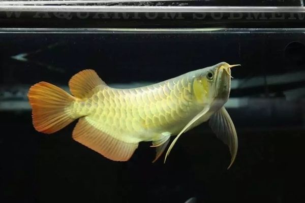 龍魚能吃蝦嗎怎么吃：龍魚能吃蝦嗎？