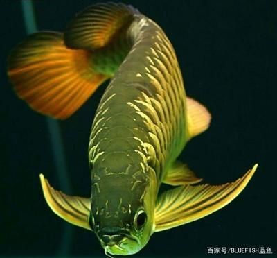 龍魚 品相：如何鑒賞龍魚品相