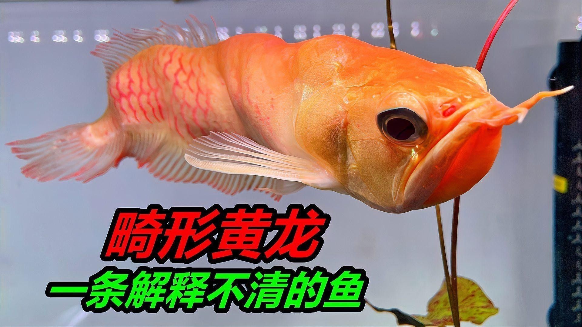 銀龍魚什么顏色的好