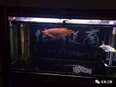 龍魚新入缸開燈嗎（剛入缸的龍魚不建議立即開燈，以下是詳細解釋和建議）