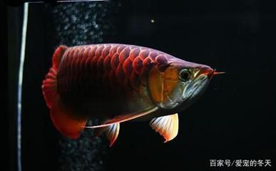 如何選擇健康的龍魚：如何挑選一條健康、美麗且符合自己心意的龍魚