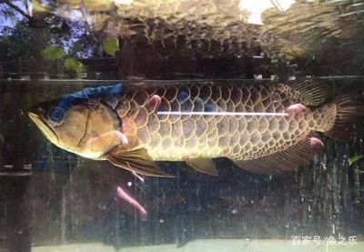龍魚掉鱗片多久恢復生長：龍魚掉鱗片多久恢復生長龍魚掉鱗片多久恢復生長