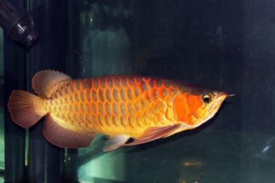 一條金龍魚一年花多少錢（養一條金龍魚一年的正常費用大致在幾千元至上萬元）