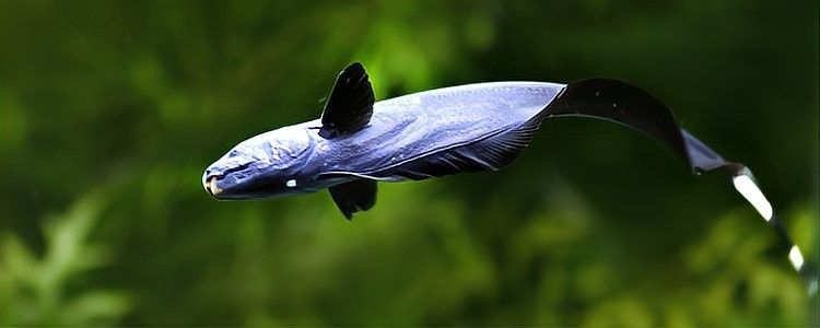 魔鬼刀魚和龍魚能一起養(yǎng)么嗎