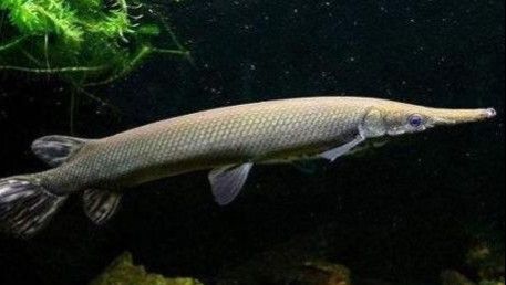 魔鬼刀魚和龍魚能一起養(yǎng)么嗎