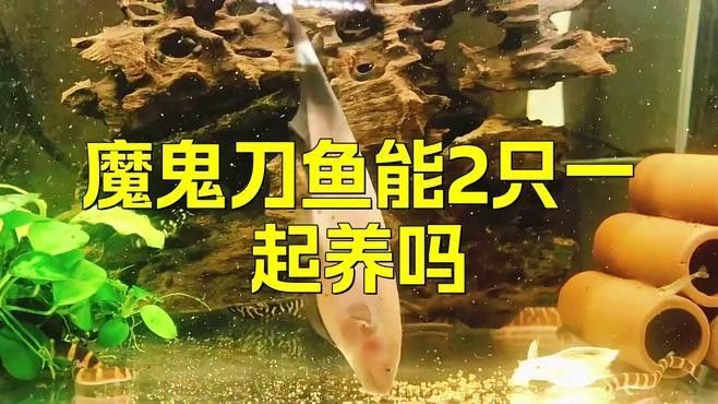 魔鬼刀魚和龍魚能一起養(yǎng)么嗎