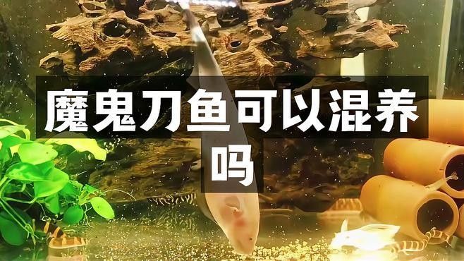 魔鬼刀魚和龍魚能一起養(yǎng)么嗎