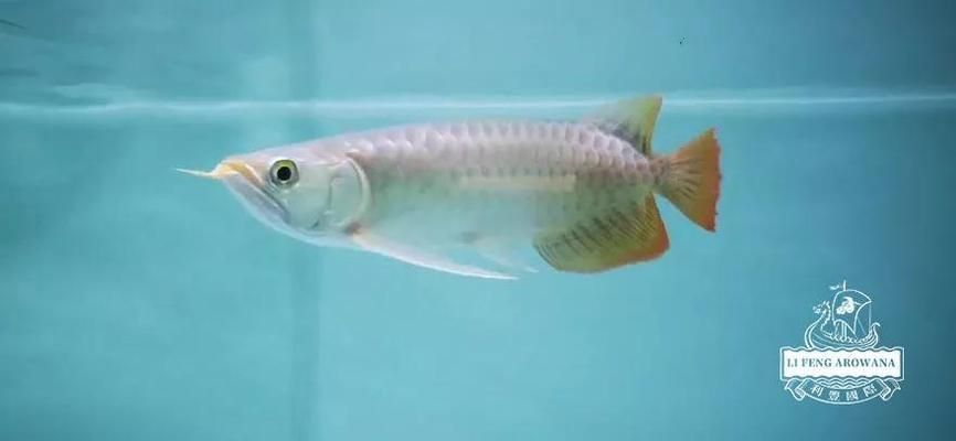 龍魚不吃素食怎樣訓食【如何訓練龍魚吃素食】