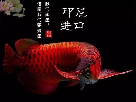 龍魚不吃素食怎樣訓食【如何訓練龍魚吃素食】