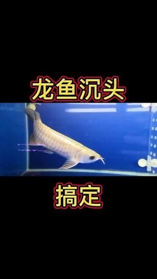 龍魚頭上翹尾巴下沉