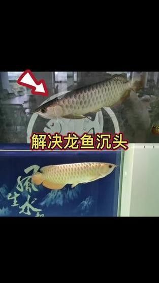 龍魚頭上翹尾巴下沉