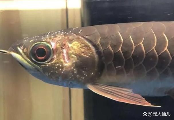 龍魚頭上翹尾巴下沉