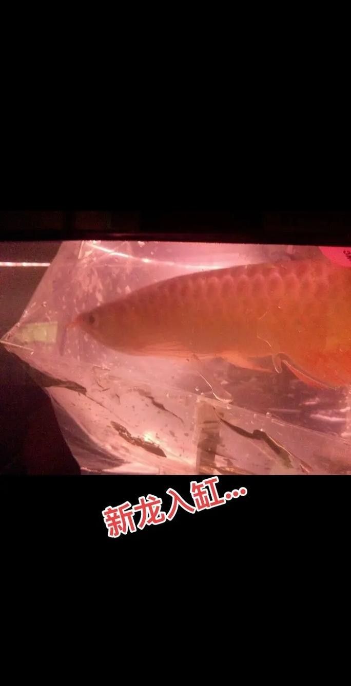龍魚頭上翹尾巴下沉