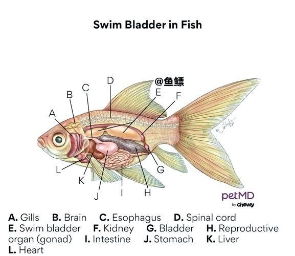 龍魚頭上翹尾巴下沉