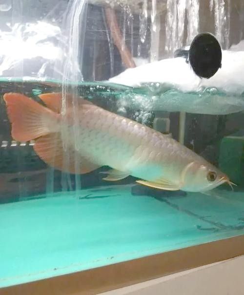 龍魚頭上翹尾巴下沉
