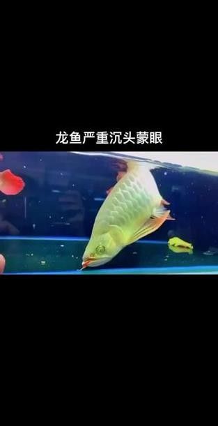 龍魚頭上翹尾巴下沉