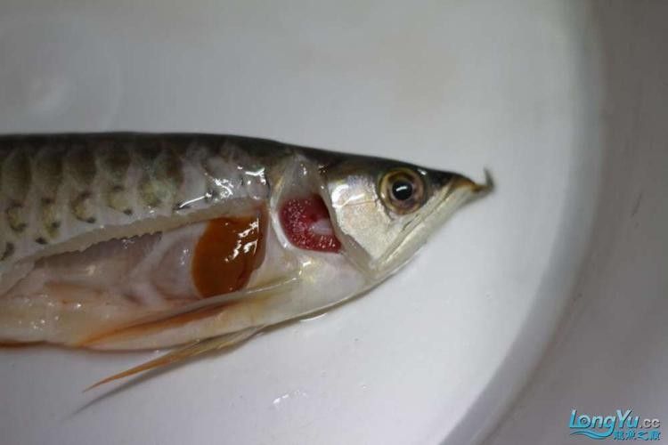 龍魚頭上翹尾巴下沉