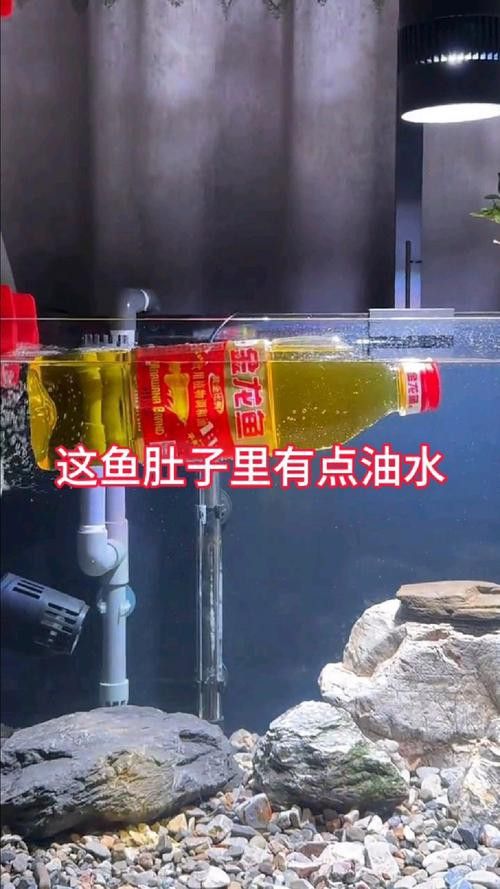 有哪些適合金龍魚發(fā)色的飼料？