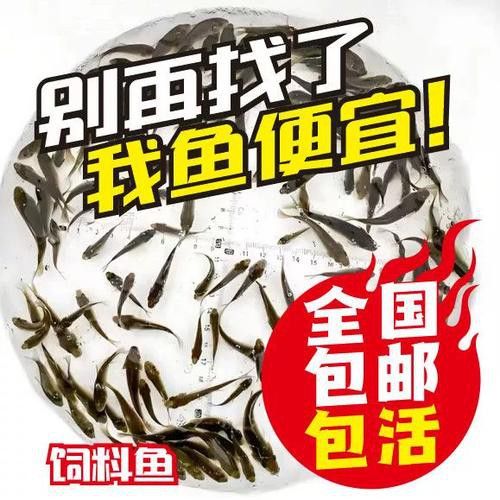 有哪些適合金龍魚發(fā)色的飼料？