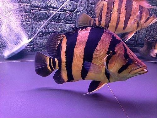 巨骨舌魚保護(hù)政策的國際影響：巨骨舌魚保護(hù)對當(dāng)?shù)厣鐓^(qū)生計(jì)影響
