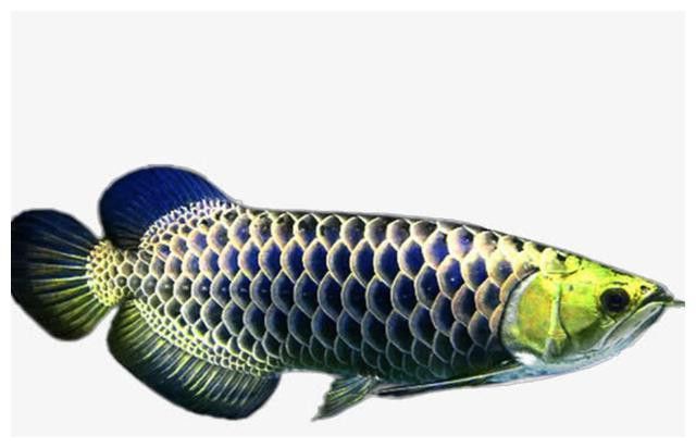 金龍魚的卵