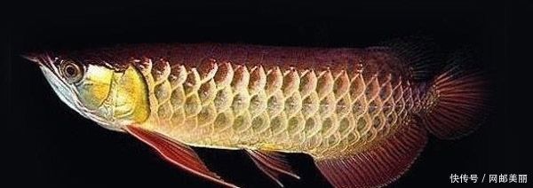 金龍魚多大能看出鱗框和珠鱗：金龍魚多大能看出鱗框和珠鱗呢？ 金龍魚多大能看出鱗框和珠鱗：金龍魚多大能看出鱗框和珠鱗呢？ 龍魚百科 第3張