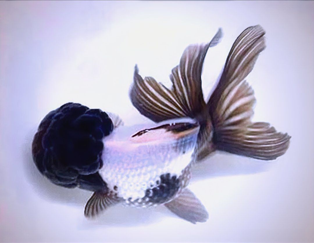 龍魚鎮(zhèn)宅嗎 龍魚鎮(zhèn)宅嗎 龍魚百科 第4張