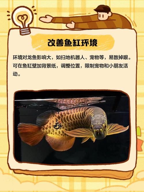 龍魚掉眼最簡(jiǎn)單的恢復(fù)方法圖解大全