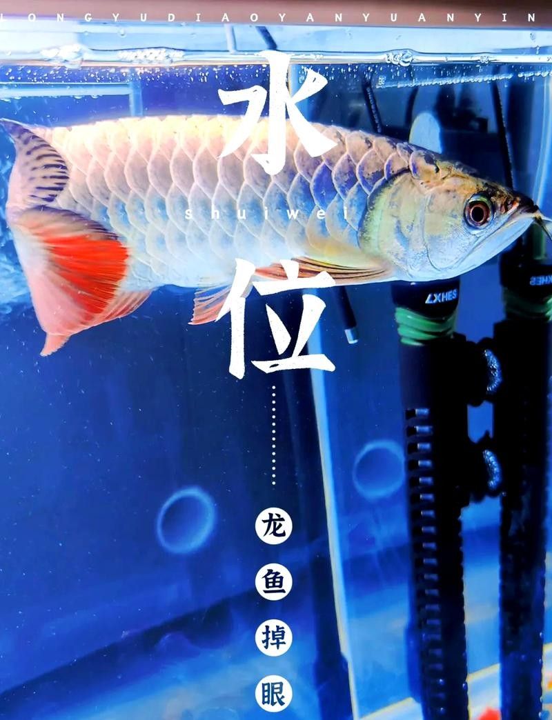 龍魚掉眼最簡(jiǎn)單的恢復(fù)方法圖解大全