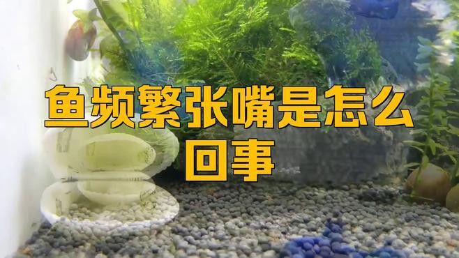 金龍魚老張嘴怎么回事