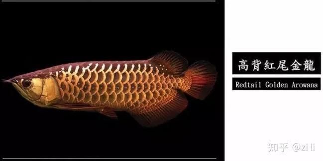中國最好的龍魚排名 中國最好的龍魚排名 龍魚百科 第3張