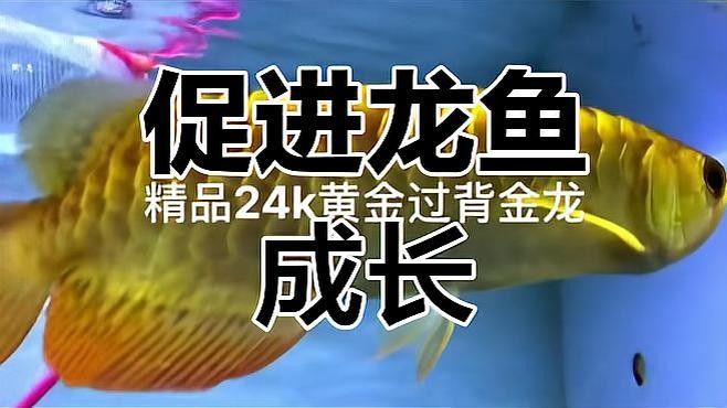 龍魚怎么快速生長在水里