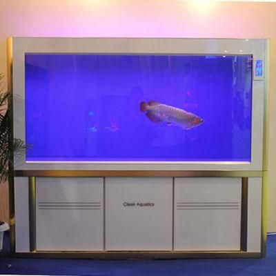 家養紅龍魚壽命有多長時間了（家養紅龍魚壽命有多長時間了啊） 家養紅龍魚壽命有多長時間了（家養紅龍魚壽命有多長時間了啊） 龍魚百科