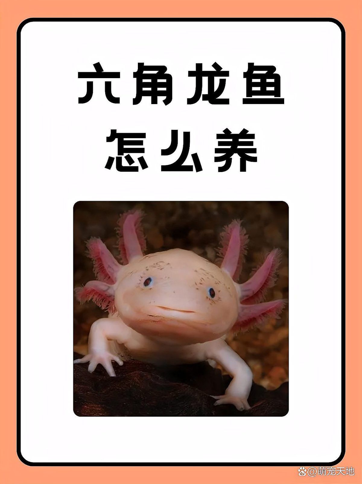 六角龍魚(yú)好養(yǎng)不好釣怎么回事 龍魚(yú)百科 第16張 六角龍魚(yú)好養(yǎng)不好釣怎么回事 六角龍魚(yú)好養(yǎng)不好釣怎么回事 龍魚(yú)百科 第16張