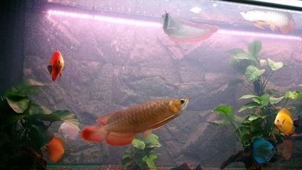 龍魚缸什么底色好養(yǎng)活