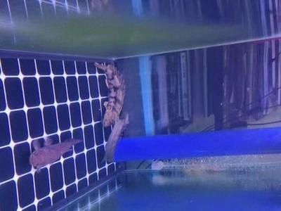 虎紋恐龍魚捕食方法（虎紋恐龍魚捕食方法詳細介紹虎紋恐龍魚捕食技巧提升）